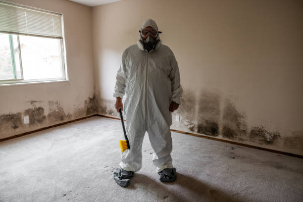 Best Emergency Mold Remediation  in Flossmoor, IL